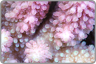 Olympic Pink Flame Tip's. Fiji Collected